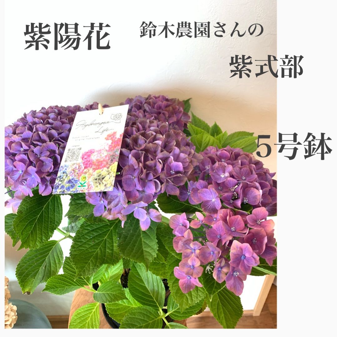 鈴木農園さんの紫陽花 紫式部 5号鉢 鉢植え 苗・苗木 母の日 - メルカリ