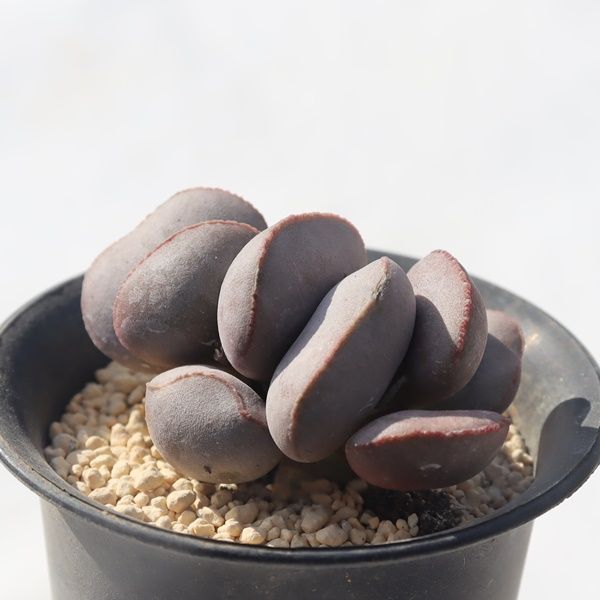 専用です BELURA ESSENSE 美肌エッセンス 30ml