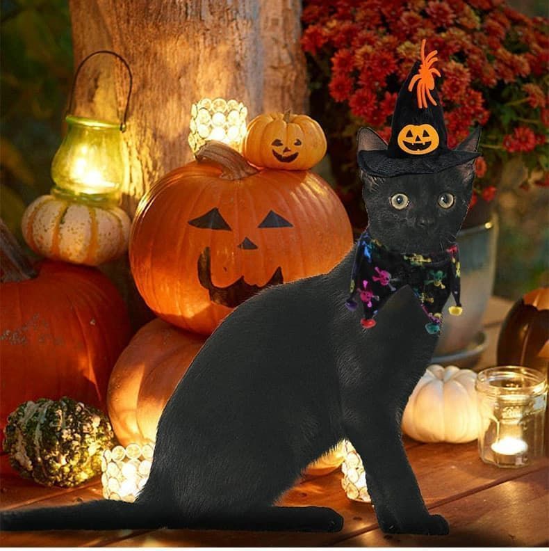 ペットの服 ２点セット ハロウィン 即 OK Halloween ジャックランタン カボチャ エリザベス 首輪 マフラーコスチューム ペット帽子 犬猫ハット コスプレ衣装 面白い 撮影道具 おしゃれ 簡単装着 着xzzhang632 WWW_SKLAD-KIRPICHA_RU