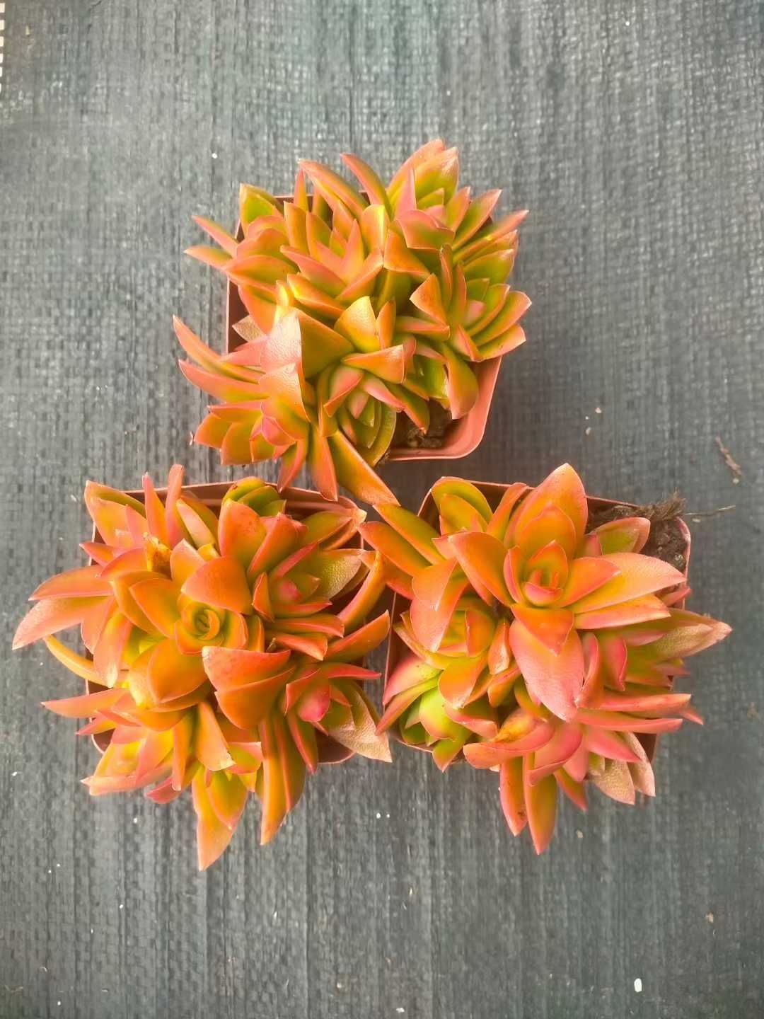 花 新発売 48株セット 火祭り 抜き苗 多肉植物 佐川急便発送 エケベリア 韓国