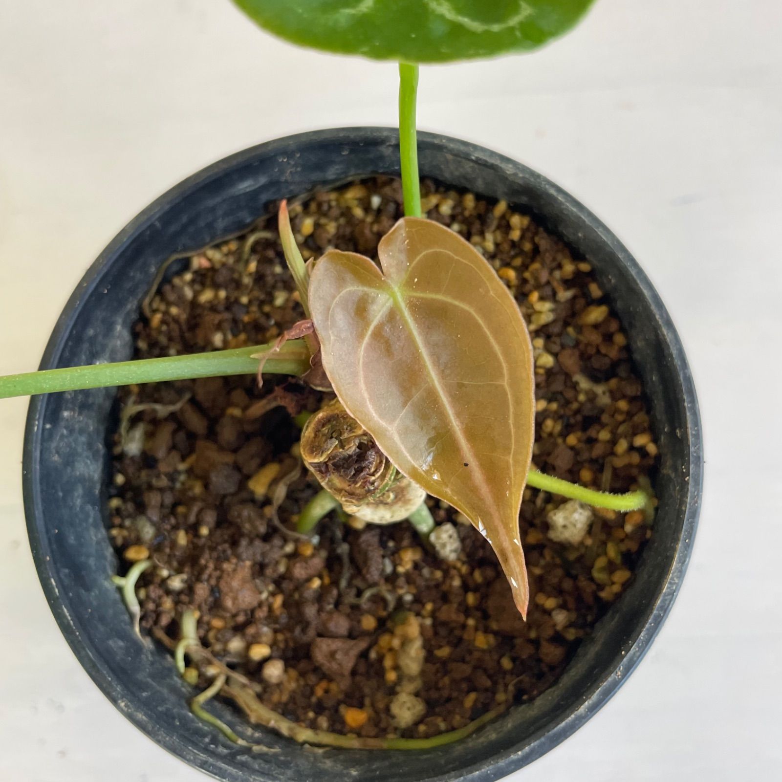 希少】 アンスリウム フォルゲッティ Anthurium forgetii - メルカリ