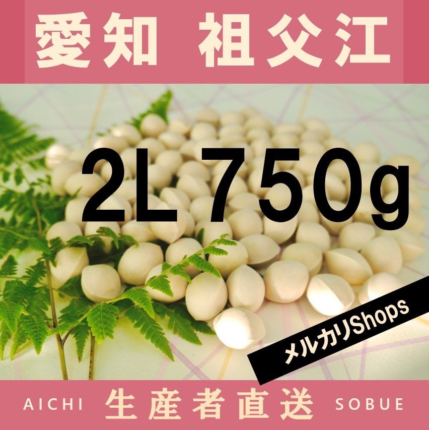 2023年新物 生産者直送 久寿ぎんなん 愛知県 祖父江産 銀杏 2L 750g