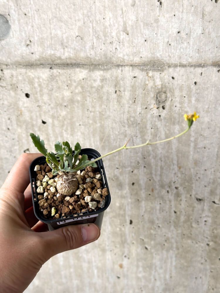 現品限りオトンナ ステインコフL24 Othonna sp Steinkopf植物塊根植物 夏型 コーデックス 現品限りオトンナ ステインコフL24 Othonna sp Steinkopf植物