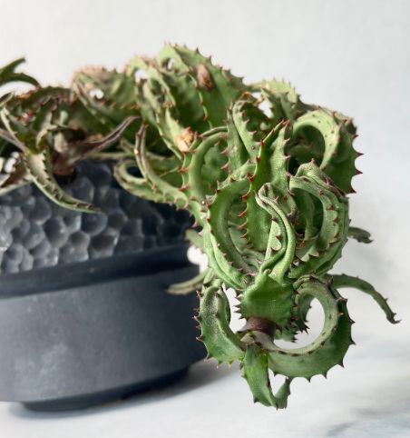 アロエ　カスティロニアエ　大株ビンテージ アロエ カスティロニアエ 大株ビンテージ 訳アリ特価) Aloe