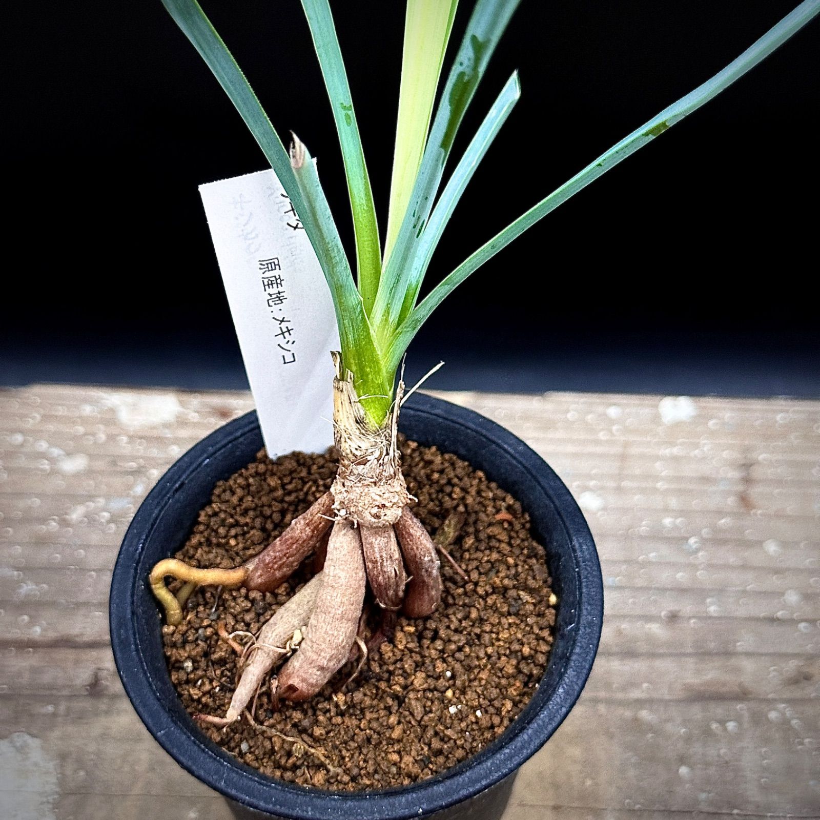 ユッカエラータ　35苗　抜き苗発送 ユッカエラータ 35苗 抜き苗発送 ユッカロストラータ実生苗 抜き苗発送