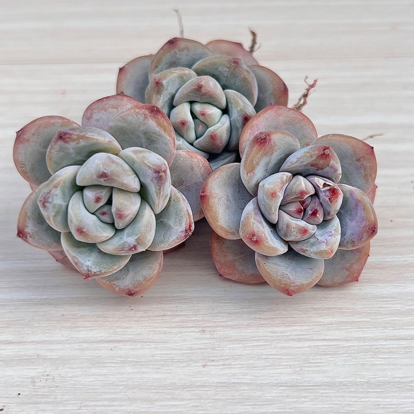 多肉植物  レア品種 Let's Be 多肉植物 レア品種 Let's Be