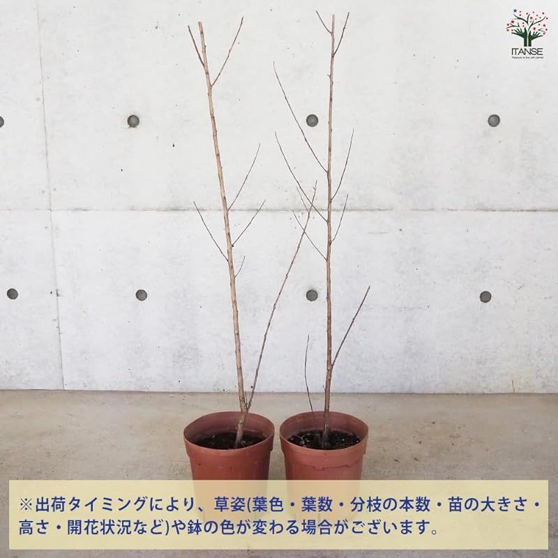 ブラックリーフダイヤモンド ラベンダーレース