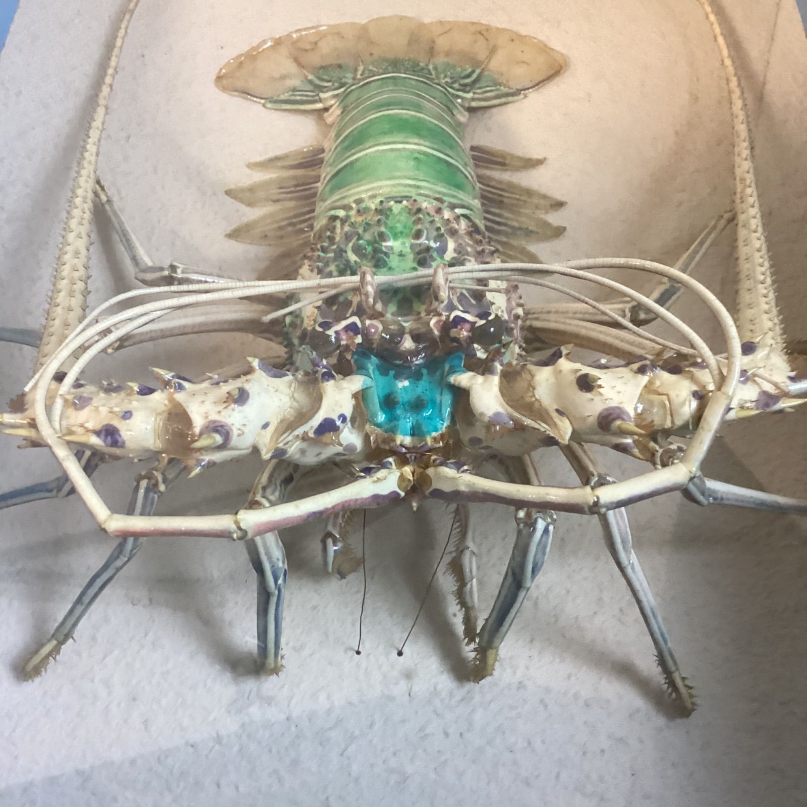 五色海老　剥製 五色海老 剥製