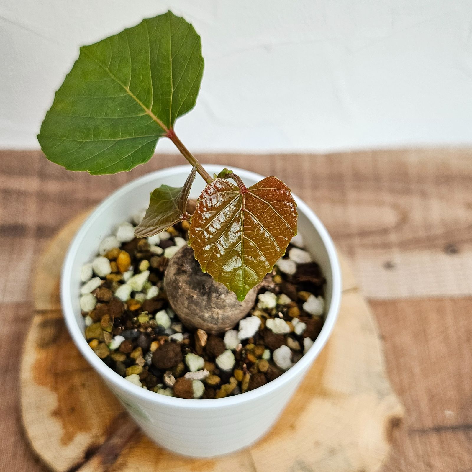 ユーフォルビアギラウミニアナ 3本 No.209 316 407 園芸ネット本店