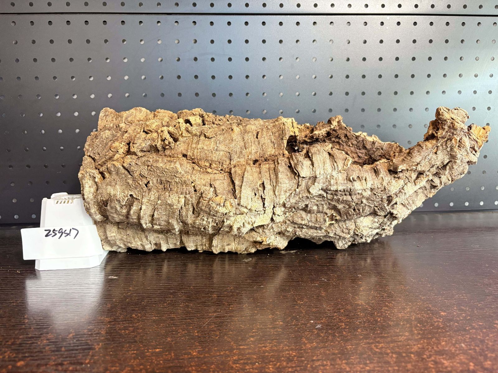 着生ラン 両生類