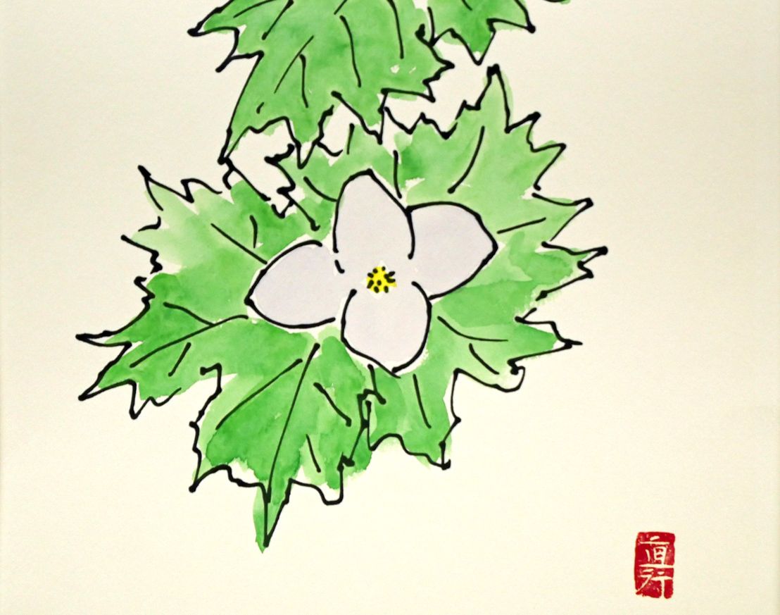 坂本 直行「しらねあおい」水彩画・4号 六花亭包装紙 北大山岳部