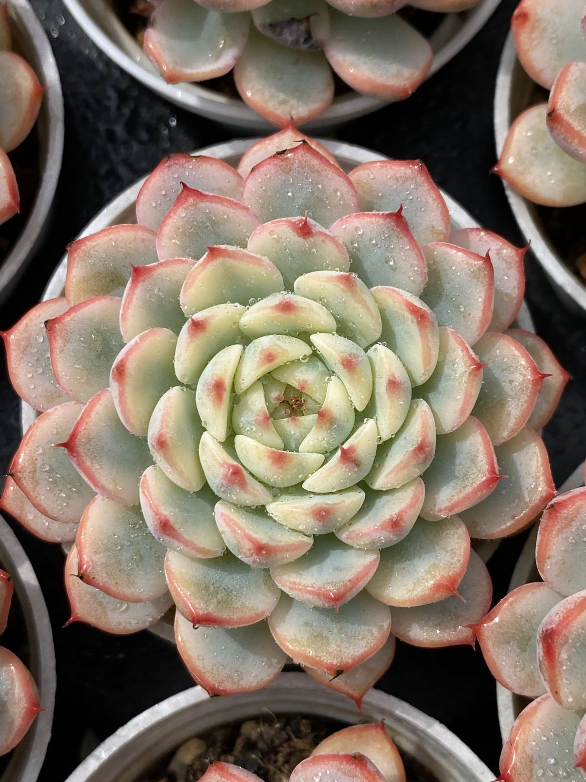 54鉢の土鉢付きセット ブルーミニマ 多肉植物 佐川急便発送 エケベリア 韓国苗 ZM1780