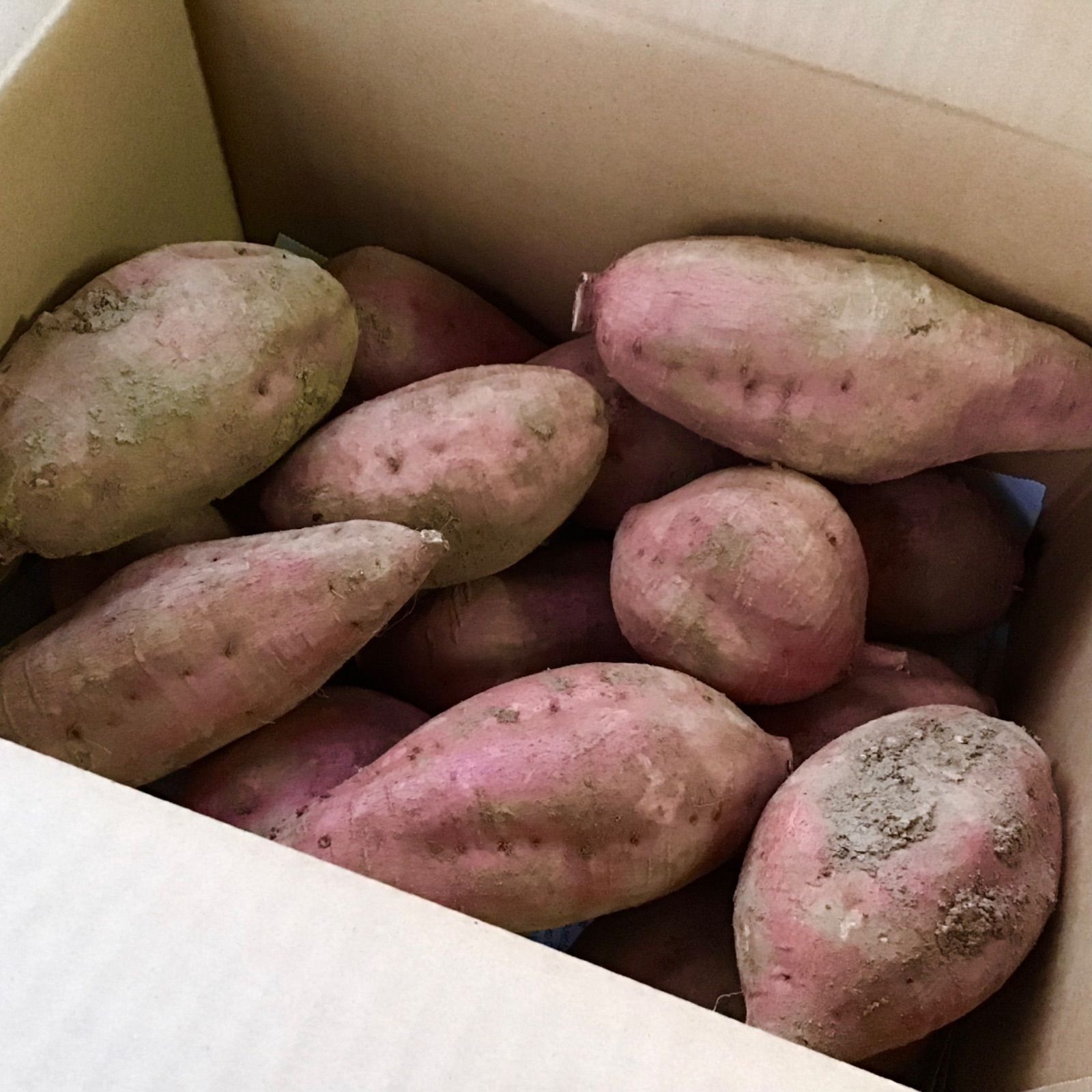 安納芋 Mサイズ 20kg種子島産さつまいも焼き芋に最適おやつにどうぞ#☆5 安納芋 Mサイズ 20kg種子島産さつまいも焼き芋に最適おやつにどうぞ