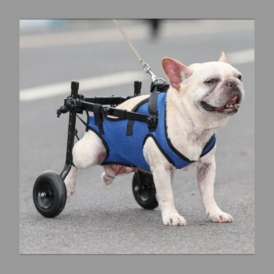 犬用車椅子、全方向サポートの犬用車椅子、4輪/2輪、大型犬、 犬用