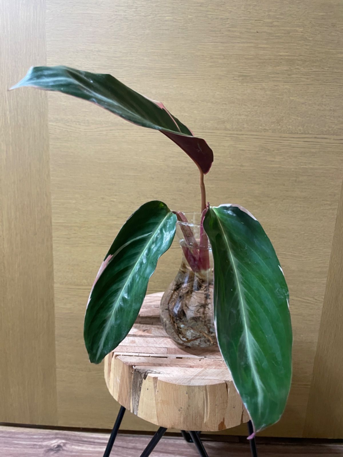 美苗】激レア ストロマンテ トリオスター 斑入り ゴマ斑 抜き苗