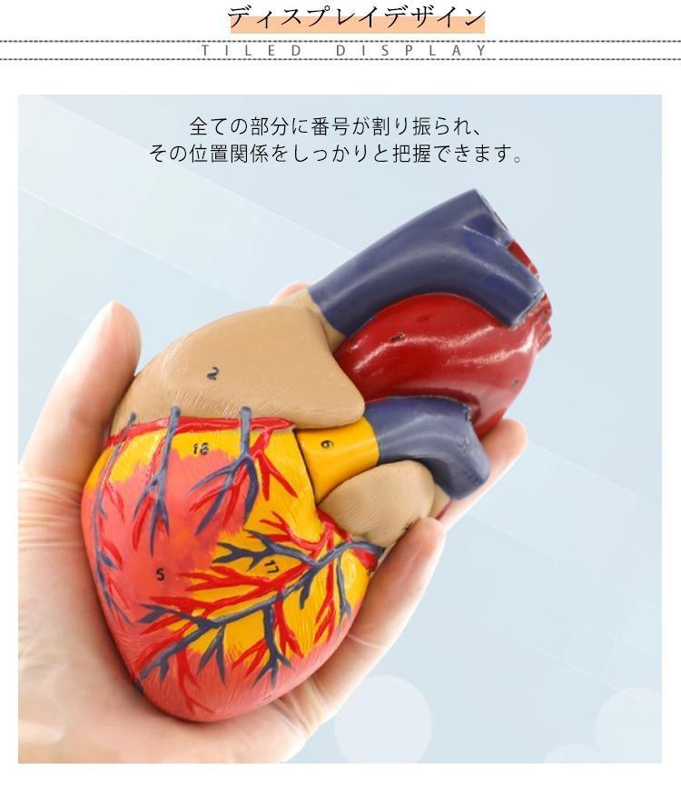 心臓 模型 心臓モデル 2分解モデル 右心房 左心房 右心室 左心室