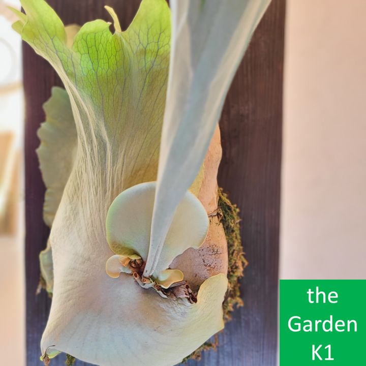 ビカクシダ ネザーランド(超大株) ビカクシダ ネザーランド 大株 コウモリラン