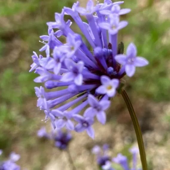 アスペルラ オリエンタリス 種50粒 - メルカリ