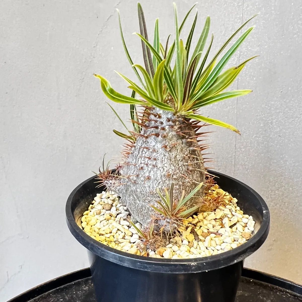 パキポディウム グラキリス 実生 購入 パキポディウム グラキリス 実生