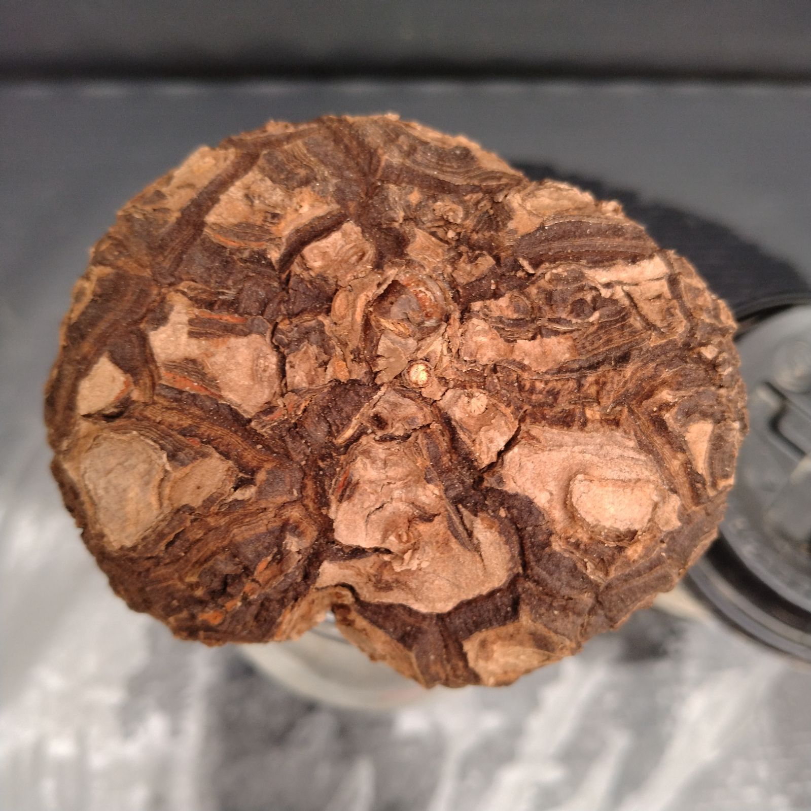 V182【最新到着】Dioscorea Mexicana メキシコ亀甲竜（現地球