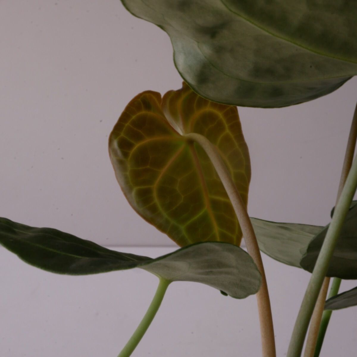 メルカリshops 訳あり アンスリウム クラリネルビウム ハートの丸葉 綺麗な葉脈 希少 メルカリshops 訳あり アンスリウム クラリネルビウム ハートの丸葉 綺麗な葉脈 希少