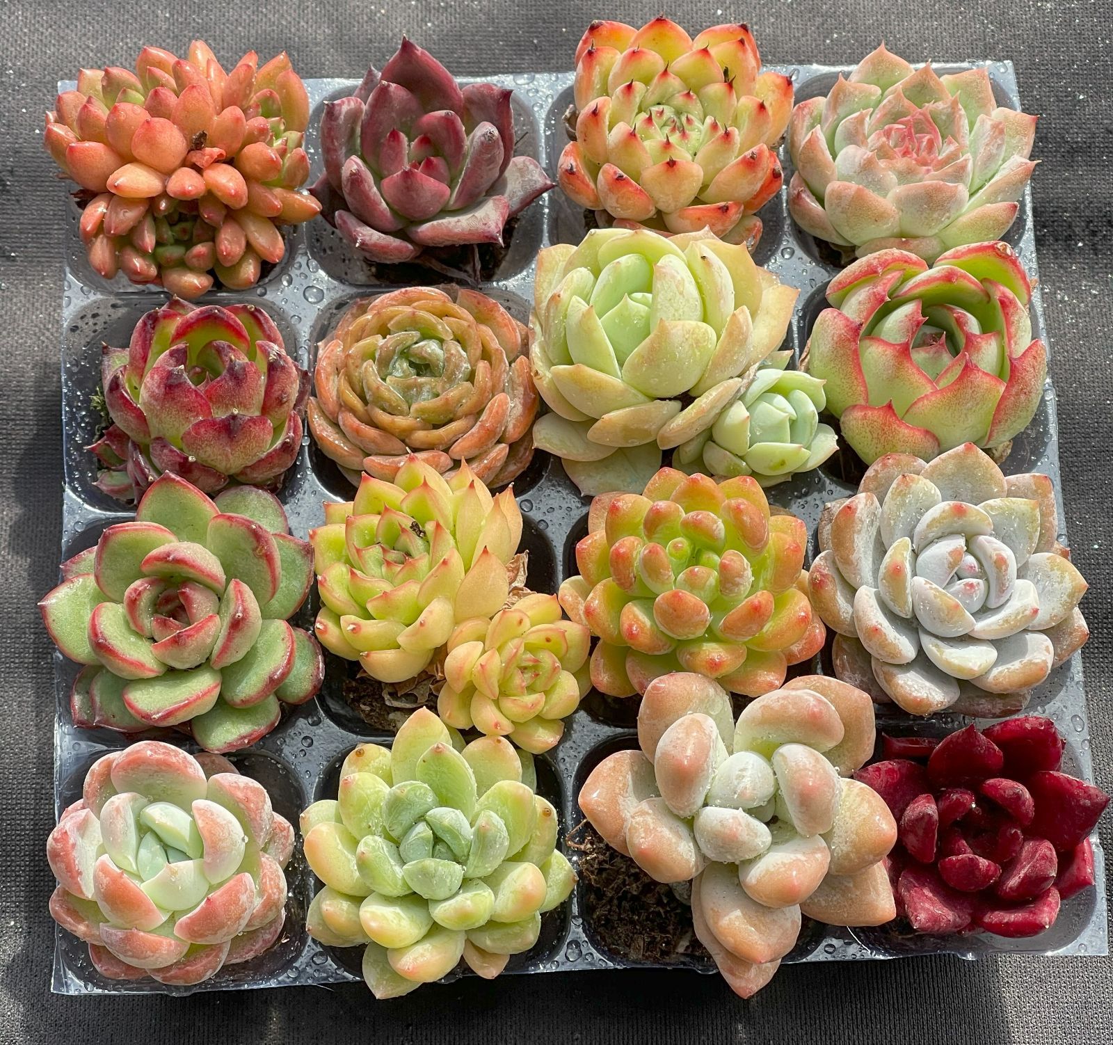 エケベリア　まとめ売り 054::Echeveria 'Silver Queen'(エケベリア シルバークイーン)6