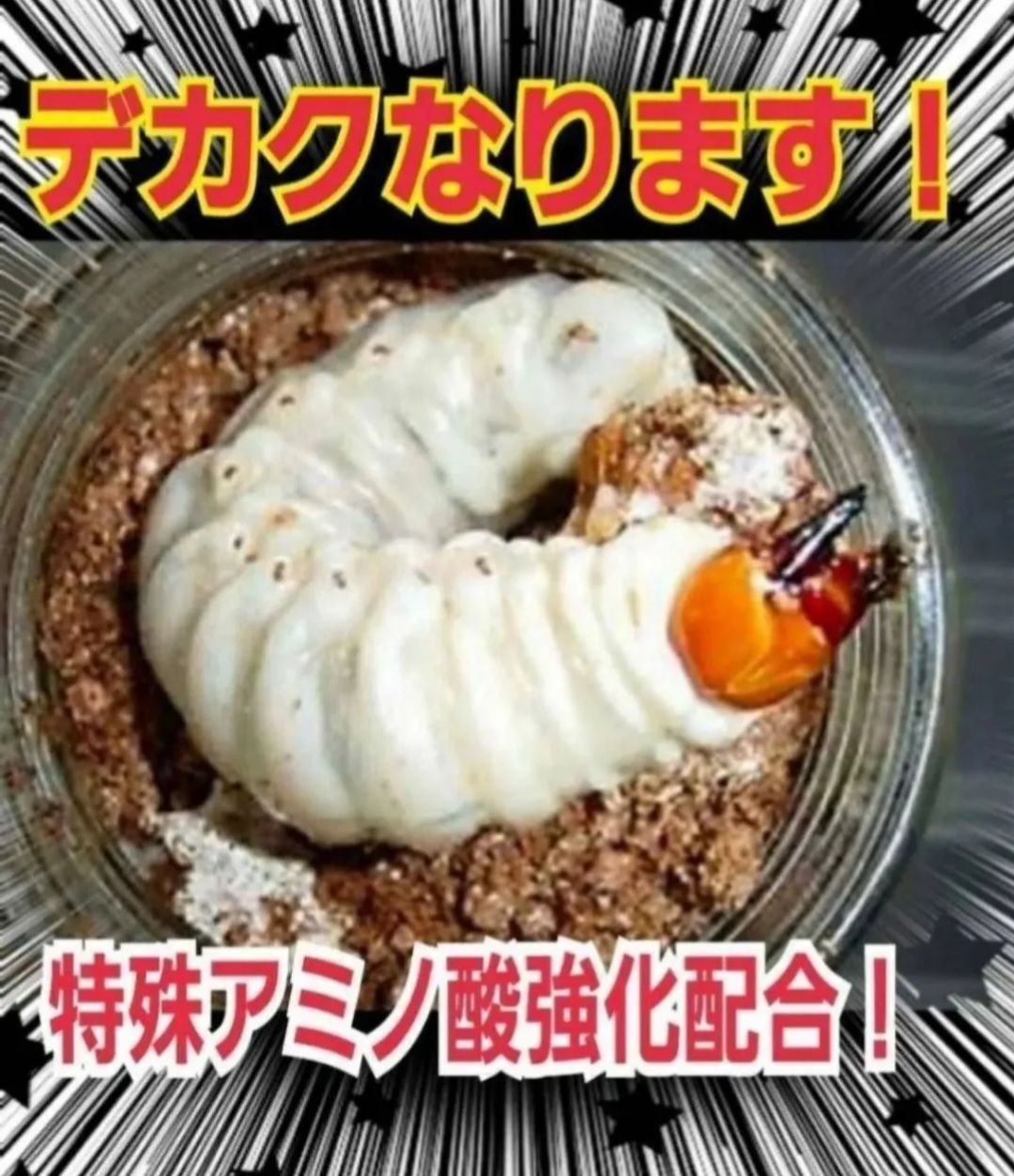 オオクワガタ