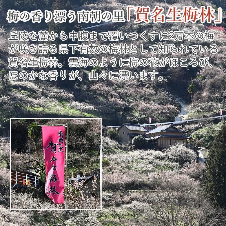 鶯宿梅 奈良県