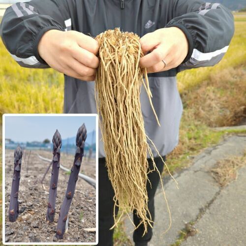 紫アスパラの苗 満味紫 マンミムラサキ Ｍ株 10株セット 市販ではＬ規格株のサイズです 新潟県産 アスパラガス 苗 野菜苗 宿根