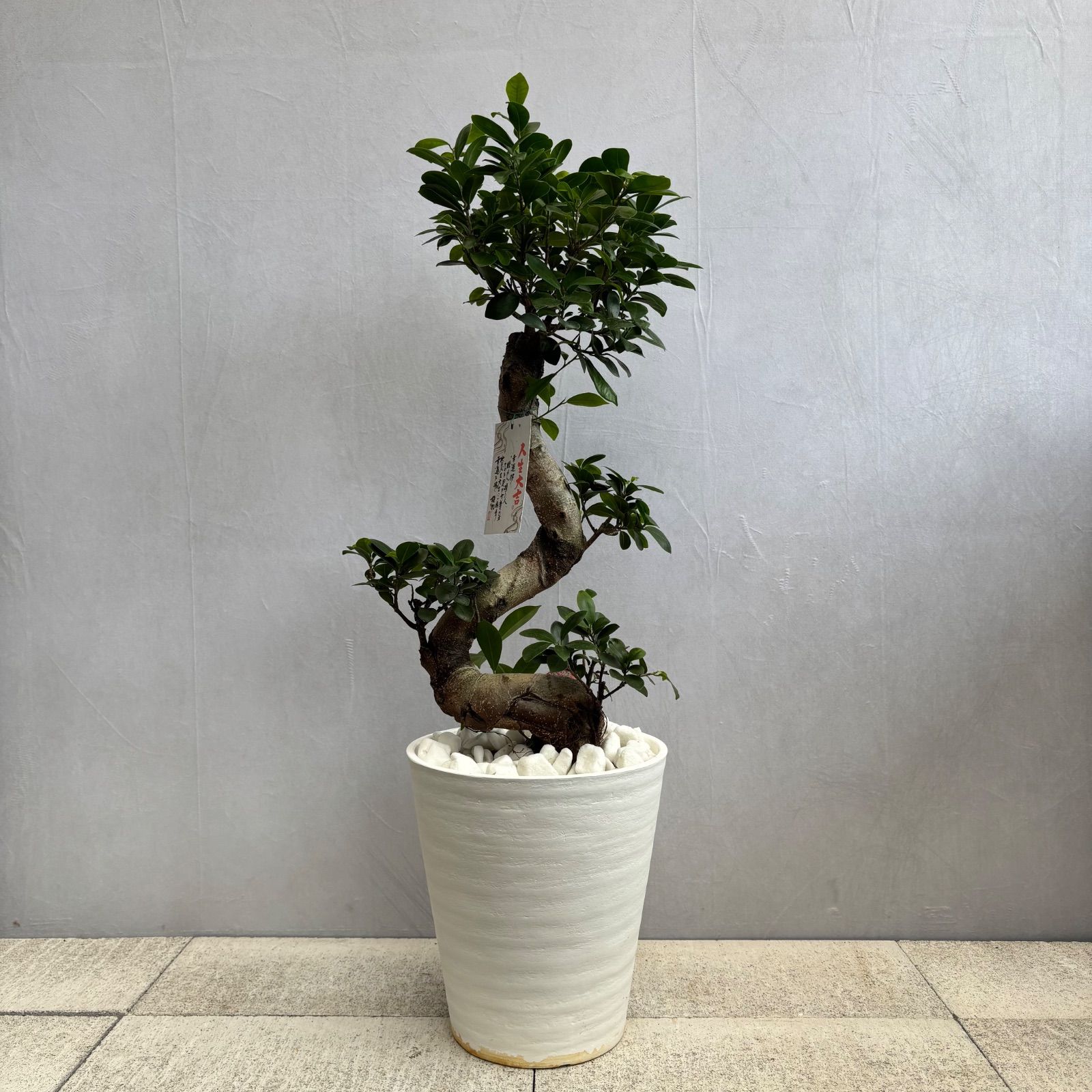 縁起物 人気の昇り龍ガジュマル 曲がり ８号 ガジュマルの木 観葉植物 曲がり 8号鉢苗 受け皿付き おしゃれ