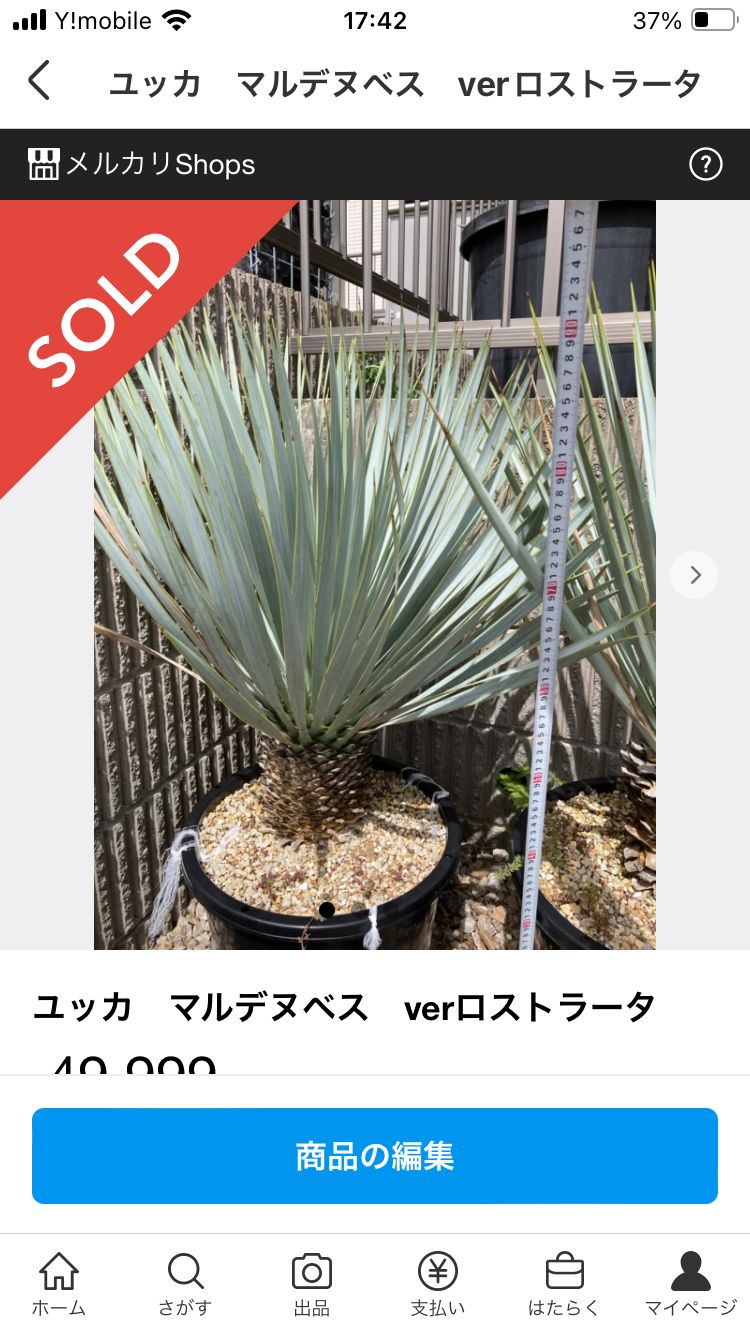 極上品　マルデヌベスver.ロスト 極上品 マルデヌベスver.ロスト マルデヌベスverロスト 17