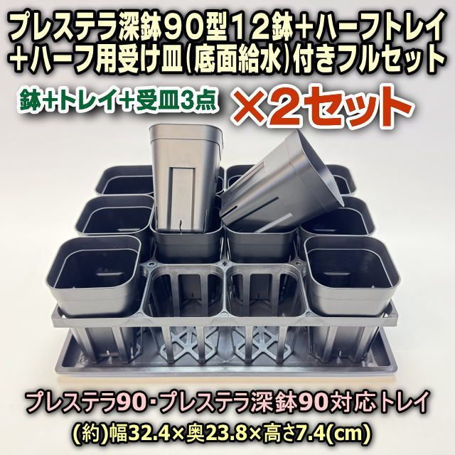 デュラ 実生 鉢植えメルカリ便送料込み 楽天市場】【送料無料】亀甲竜 きっこうりゅう ディオスコレア