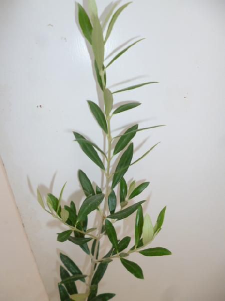 苗/苗木 【5本セット】 オリーブ 樹高0.25m前後 10.5cmポット オリーブ