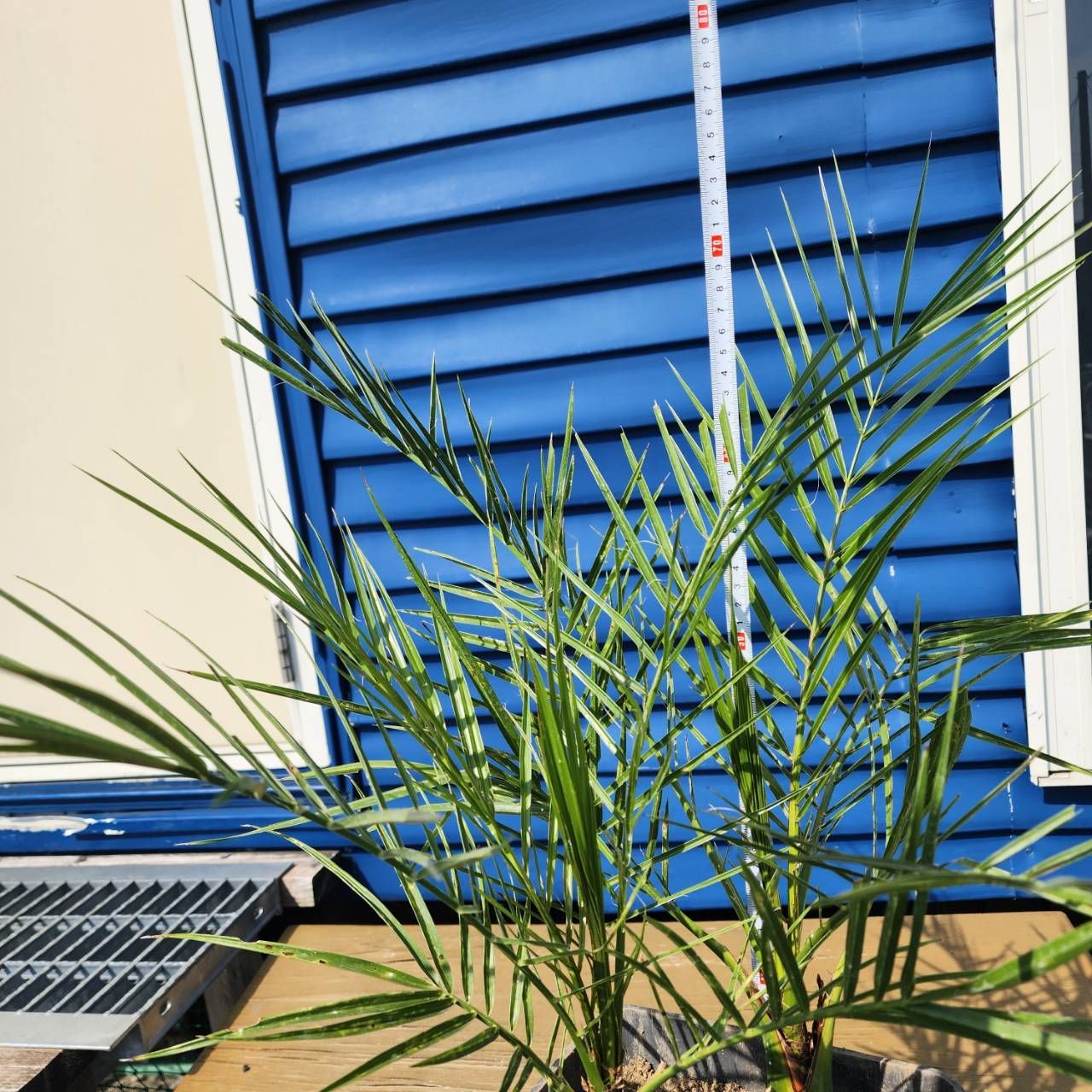 アロカシア バンビーノ ピンク斑入り Alocasia Bambino pink