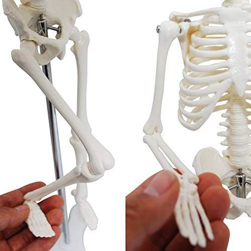 monolife 人体骨格模型 骨格標本 稼動 直立 スタンド 教材 85cm 1/2