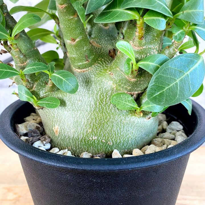 アデニウムアラビカム　モンスター　5号鉢　塊根植物　鉢ごと発送 塊根植物】アデニウム アラビカム モンスター 5号 プラ鉢
