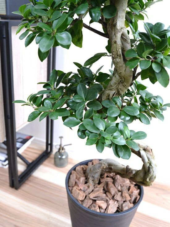 がじゅまる 楽天市場】【水耕栽培】 がじゅまる（幹太）スクエア型 ガラス