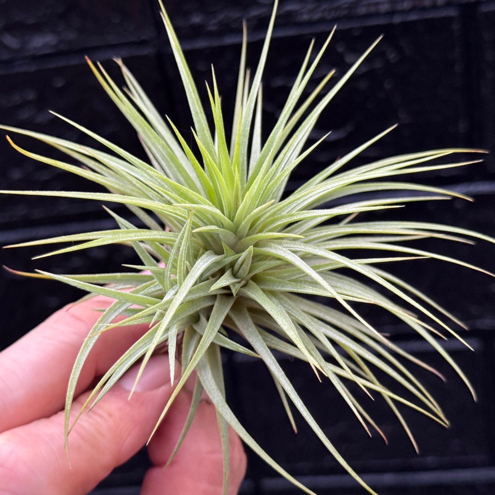 特大＊チランジア イオナンタ ファットボーイ Tillandsia ionantha Fat