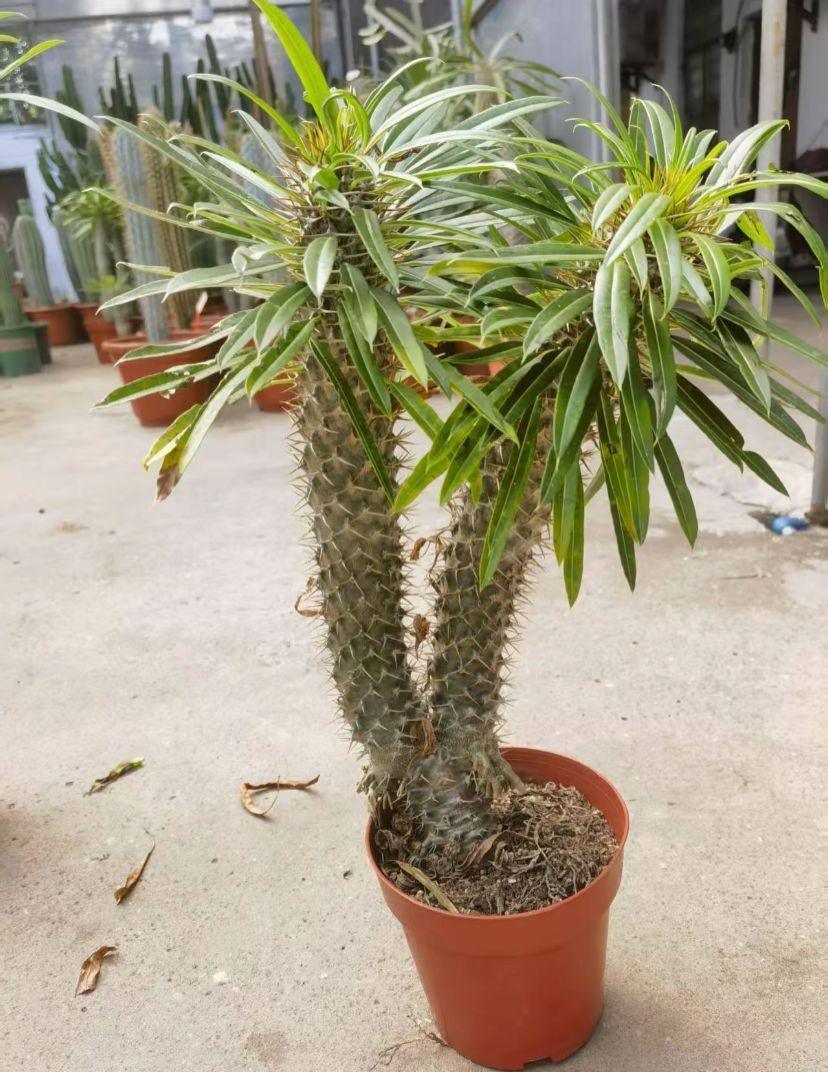 幹立ち☆フィリフェラ☆ ユッカ　8号　観葉植物　ドライガーデンe 幹立ち☆フィリフェラ☆ ユッカ 8号 観葉植物 ドライガーデンc