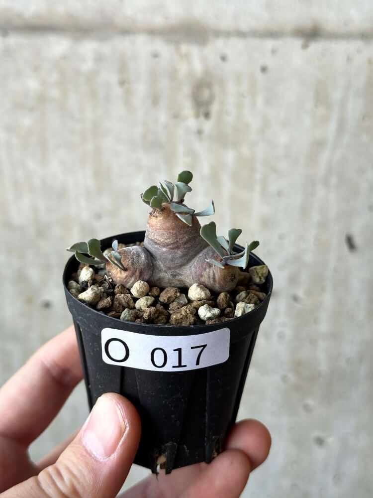 お歳暮 2025 現品限り】オトンナ・カカリオイデス 現地株 発根済み【O17 塊根植物・コーデックス