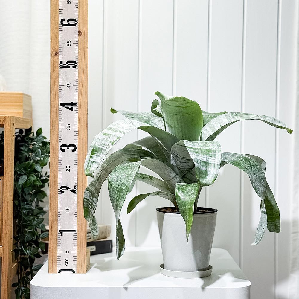 PLANCHU 観葉植物 エクメア ファシアータ 5号鉢 5鉢セット 受け皿付き 育て方説明書付き Aechmea fasciata シマサンゴアナナス ファシャータ ブロメリア WWW_GEBZETESISAT_COM_TR