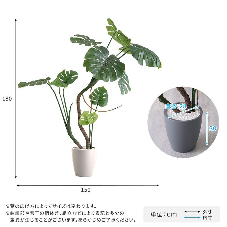 モンステラ