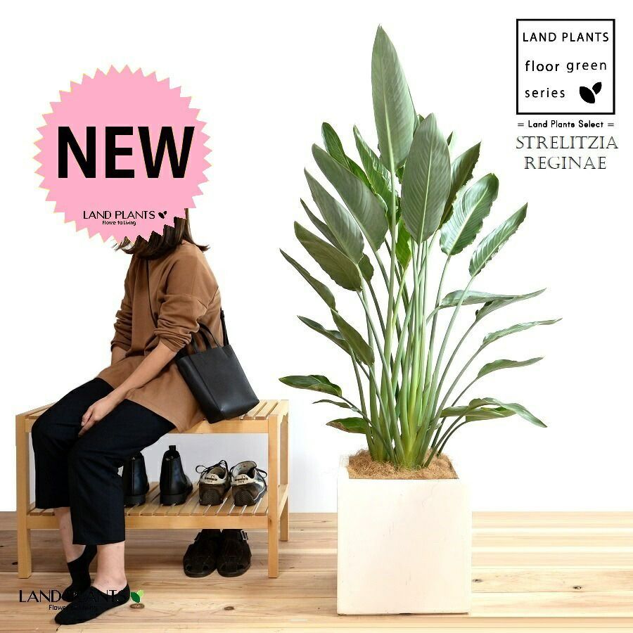 ハオルチア ⭐️闇の森⭐️ 極上品 美苗 美品 発根済み。 Amazon.co.jp