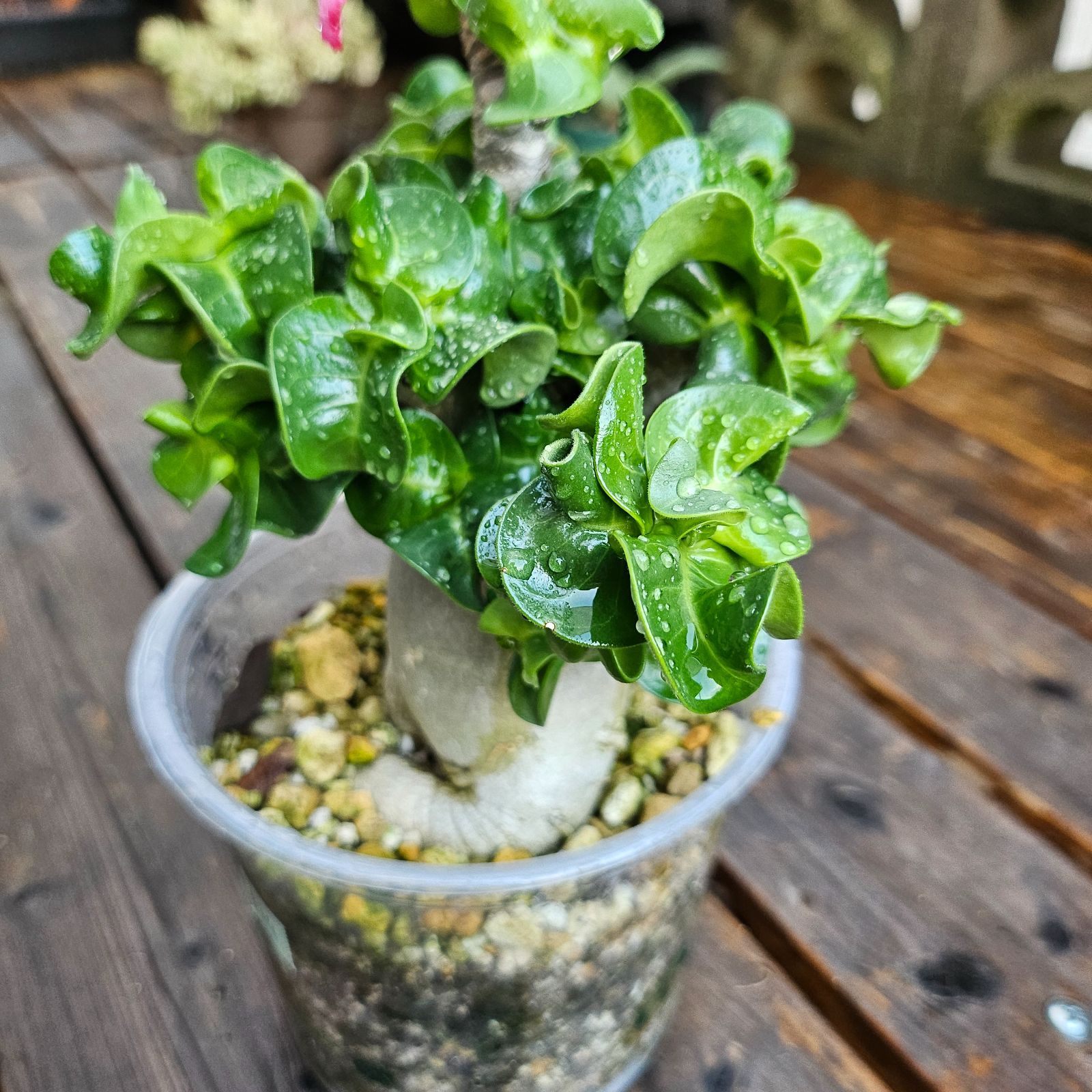 M4《 Adenium Arabicum D.H.A》アデニウム アラビカム 獅子葉