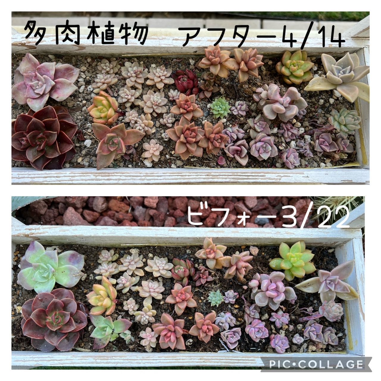 和風 特許取得製品水草フサフサ！増やしたい方さかなやさんの微生物