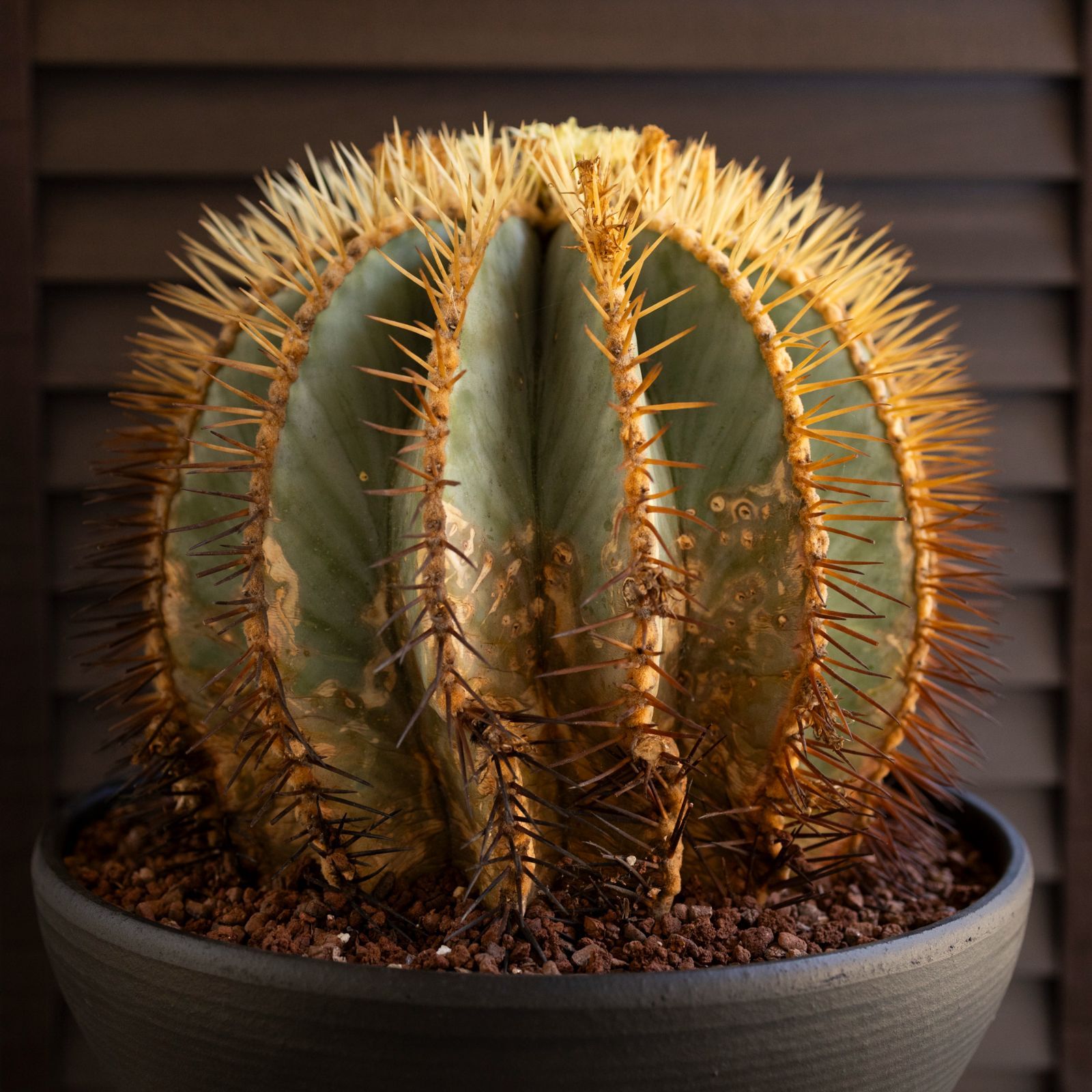 サボテン 王冠竜 大株 中株 2株セット I】フェロカクタス・王冠竜 大