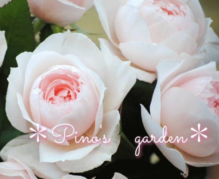 メルカリshops フルーティー強香のカップ咲き 切り花品種 バラ苗 挿し木