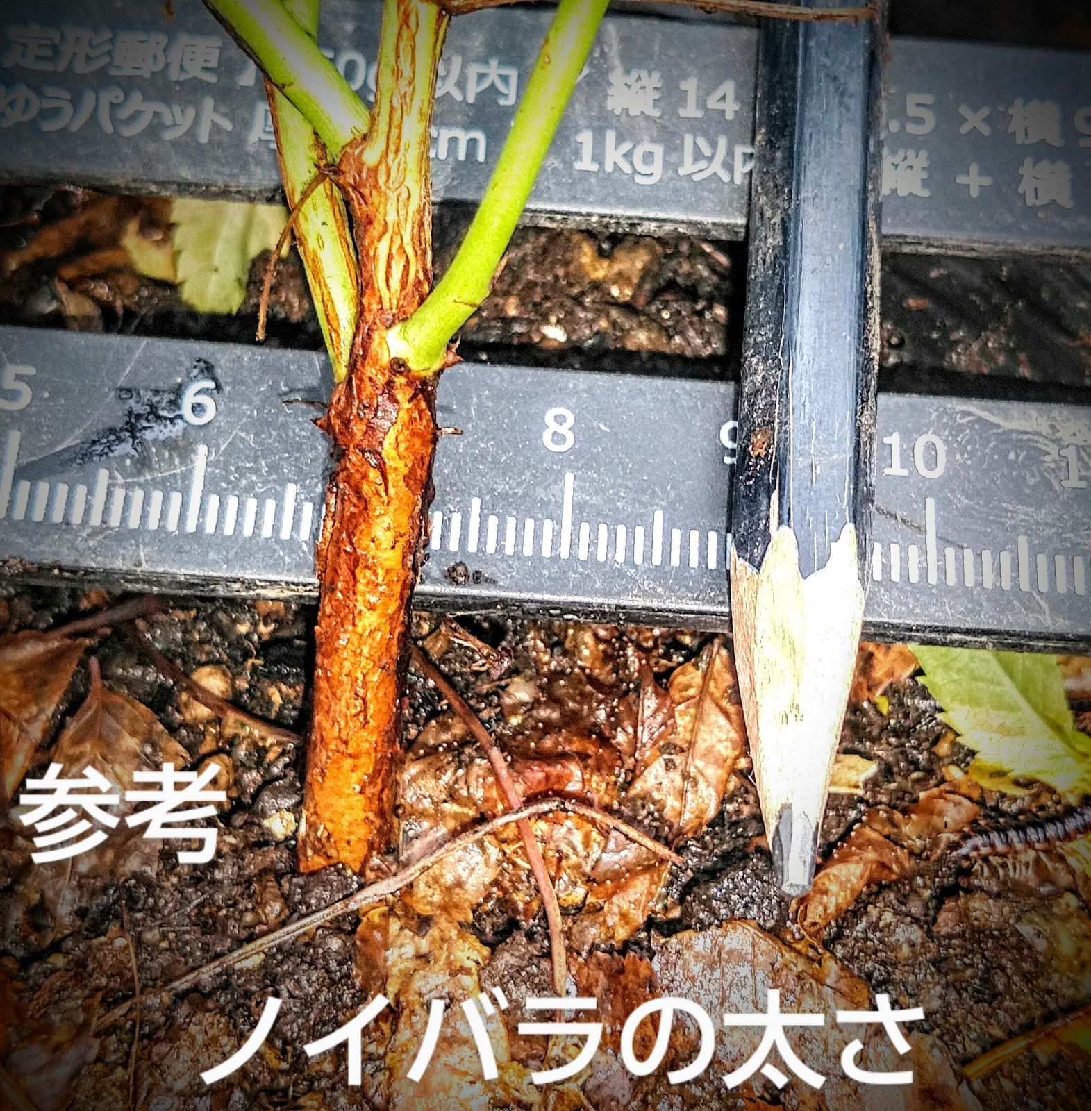 ノイバラ 棘なし種 野茨 抜き苗 20本 根元の直径 約 5 mm