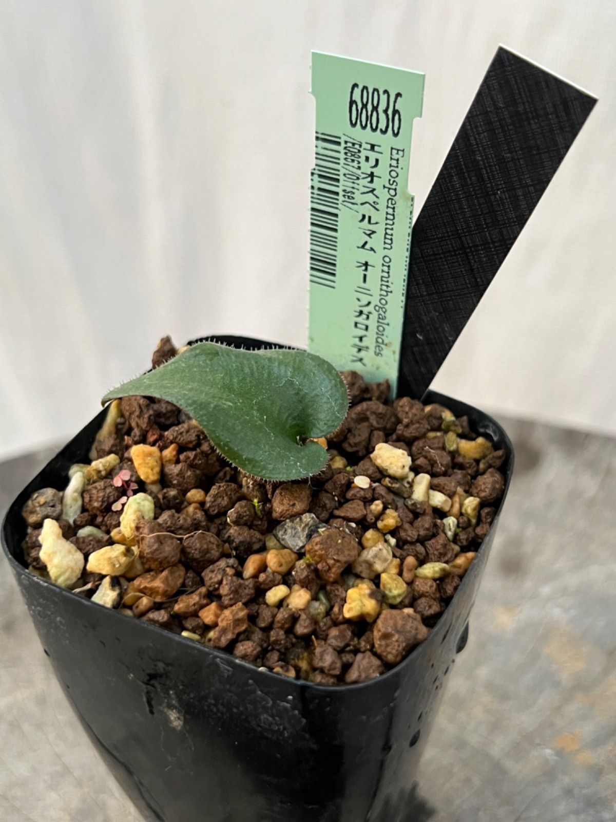 フペルジア トライアングル サトゥール プペルジア トライアングル