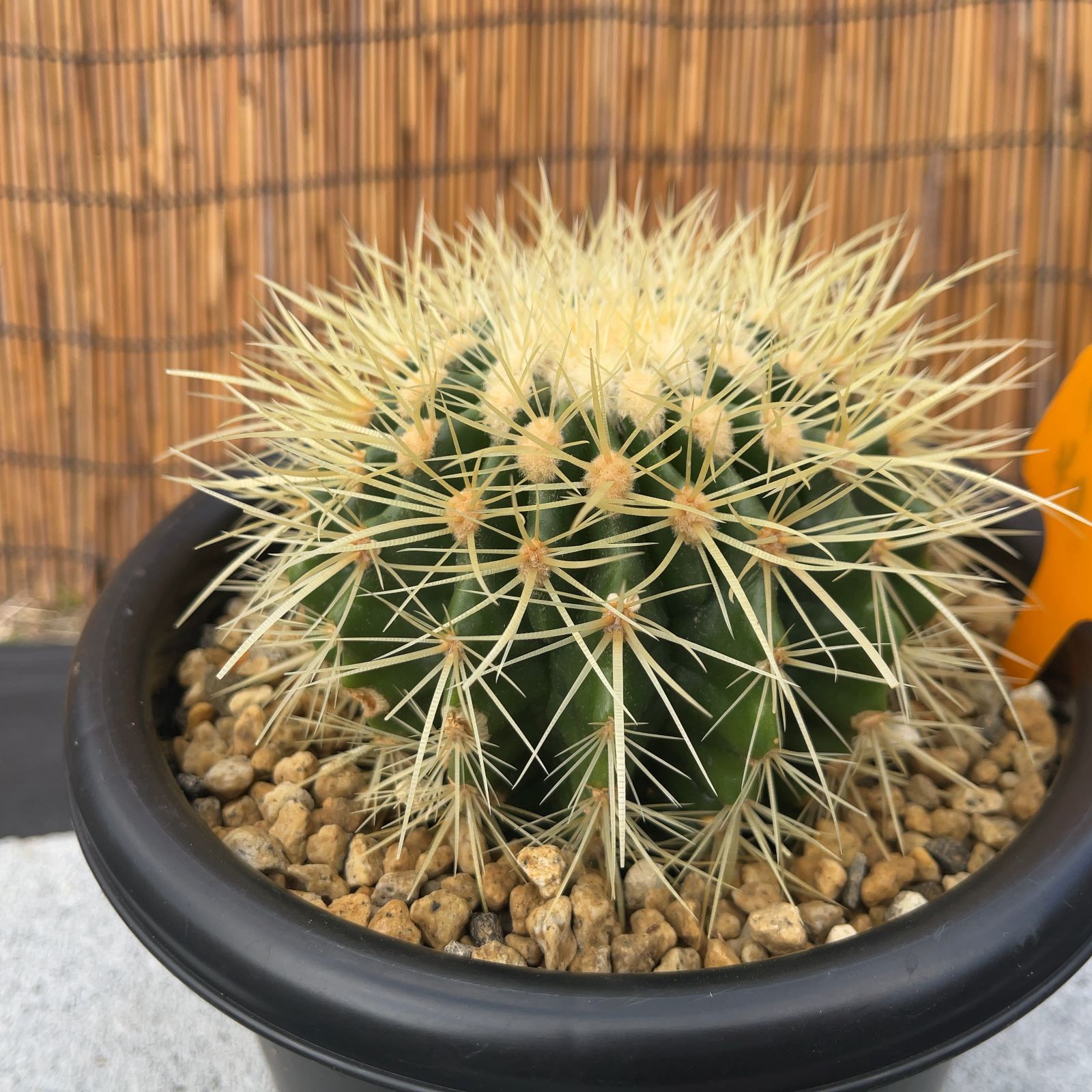 7号 金鯱 サボテン 王様 ドライガーデン ◇鉢ごと発送◇ 鉢ごと発送